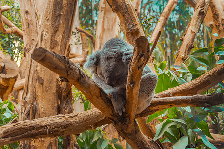 考拉在动物园的树上休息