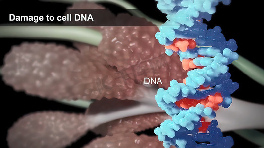 DNA 不断受到活性化学物质和自然辐射的攻击