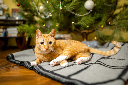 姜色摄影照片_可爱的姜猫在除夕晚上在圣诞树下玩得很开心。