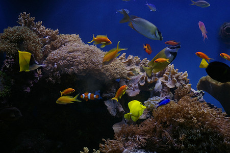 热带海水水族馆