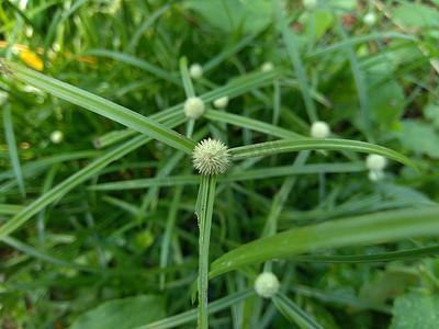 具有自然背景的香附（椰子草、爪哇草、坚果草、紫色坚果莎草、紫色坚果莎草、红坚果莎草、高棉 kravanh Chruk）。