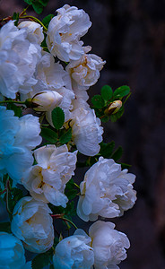 深绿色背景布摄影照片_在深绿色背景的白色玫瑰花