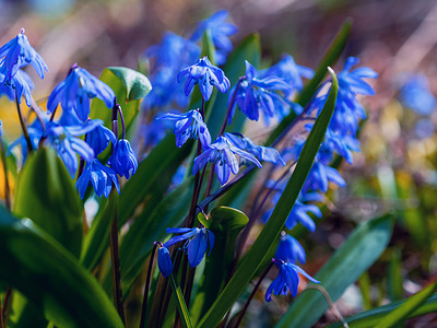 花朵背景摄影照片_四月盛开的海葱蓝色花朵。 