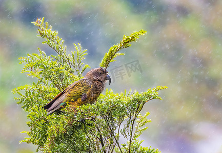 新西兰啄羊鹦鹉高山鹦鹉栖息在树上