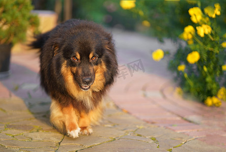 一只棕色的混种狗，舌头伸出来，脸上带着快乐的表情，走在一所私人住宅附近。