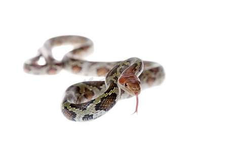 蛇摄影照片_孤立在白色的花鼠蛇