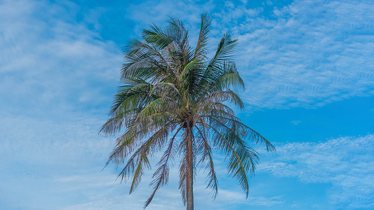 banner设计摄影照片_BANNER氛围全景白云天空独自热带棕榈背景夏日温柔自由
