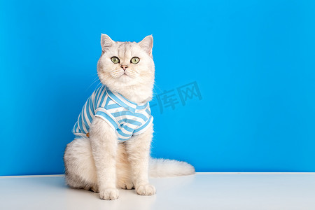 蓝白条纹摄影照片_蓝白背景中一只穿着条纹衣服的可爱白猫的肖像
