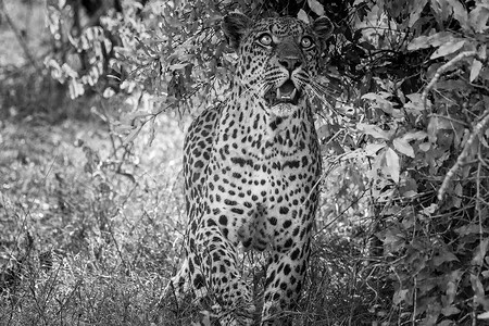 在南非克鲁格国家公园，豹子以黑白相间的方式抬头。