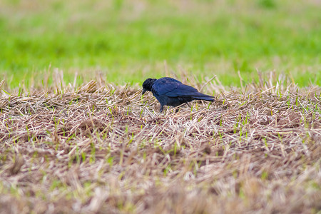 一只普通乌鸦正在田野里寻找食物