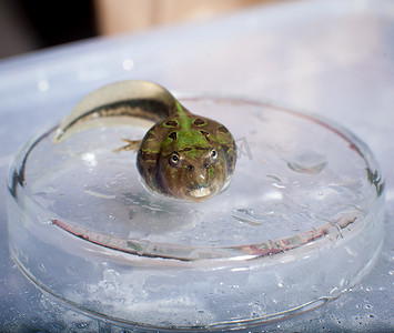水中的巴西角蛙蝌蚪