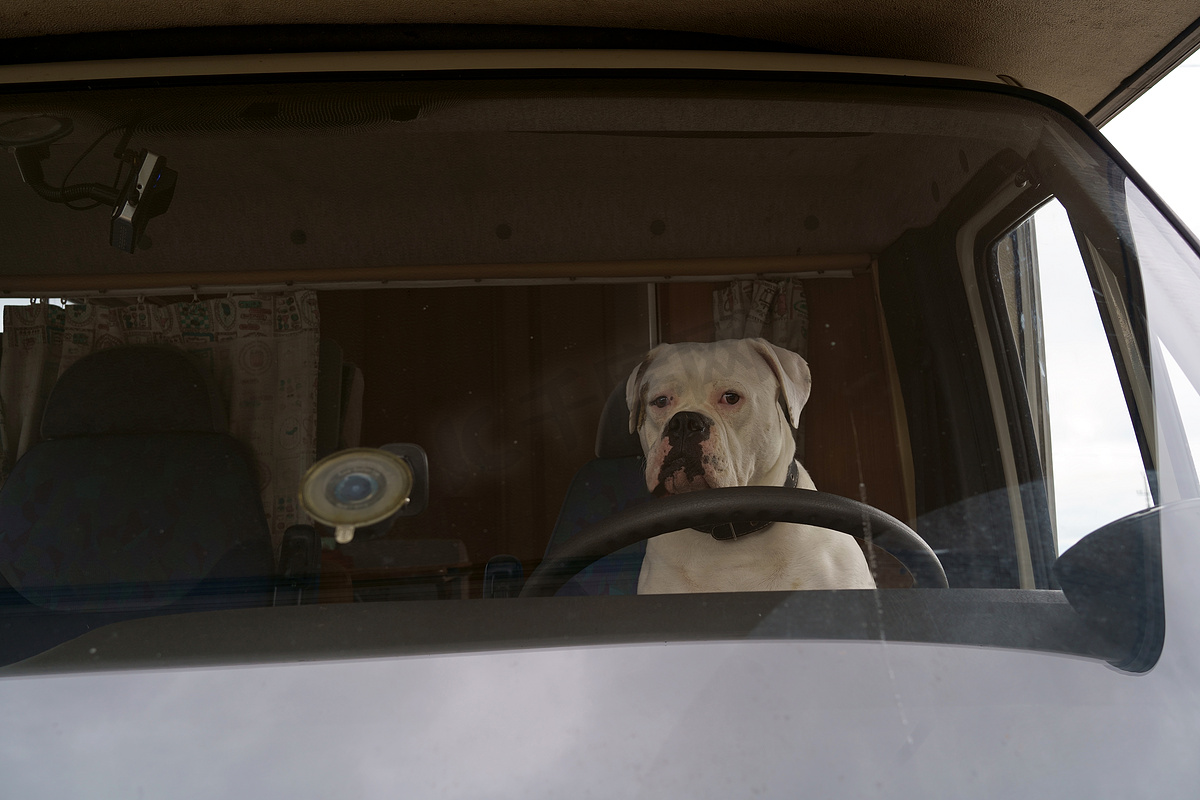 Série fotográfica reúne cachorros na janela do carro - Curiosidades - Salão do Carro