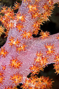 软珊瑚摄影照片_多枝树软珊瑚，布纳肯国家海洋公园，印度尼西亚
