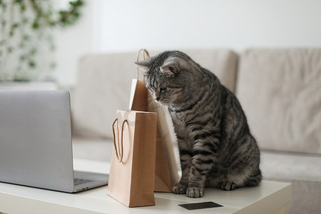 一只灰色虎斑猫在家里看着牛皮纸袋。