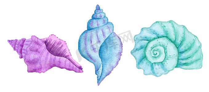 海洋卡通贝壳摄影照片_贝壳的水彩插图，蓝色绿松石紫色的蛤壳，海洋水下野生动物。