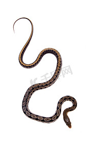 鼠摄影照片_美丽的鼠蛇，Orthriophis taeniurus，白色