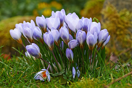 紫色氛围摄影照片_生长在草坪或花园上的新鲜番红花花的特写镜头。