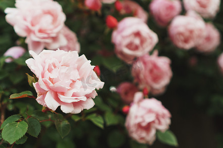 花园里有许多粉红色小玫瑰的灌木丛。