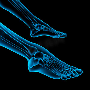 人体足部疼痛与骨架脚的解剖学