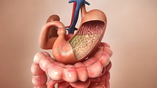 人体器官3摄影照片_医学概念 3d 插图的人体消化系统解剖