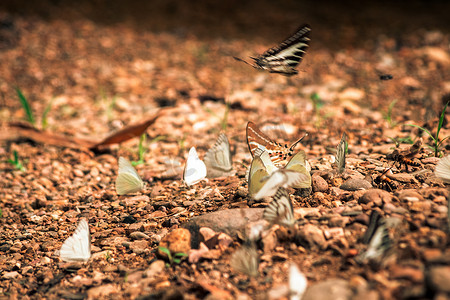 蝴蝶昆虫在自然环境森林中的盐周围飞行。