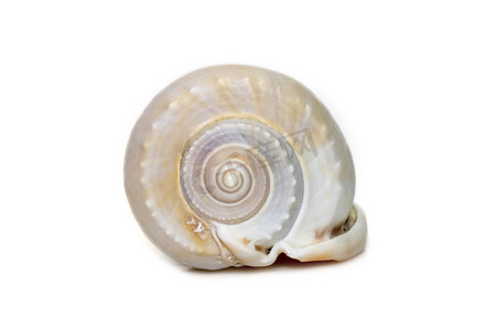 斐波纳契摄影照片_phalium glaucum 壳的图像，俗称灰色帽子或 glaucus 帽子，是一种大型海蜗牛，一种海洋腹足类软体动物，属于 Cassidae 家族，头盔蜗牛和帽子蜗牛在白色背景下被隔离。