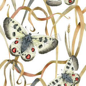 水彩昆虫摄影照片_水彩无缝图案阿波罗蝴蝶和草植物。