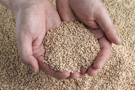 小麦危机，缺乏粮食和农作物。