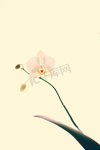 花朵背景摄影照片_兰花盛开，抽象花卉艺术背景