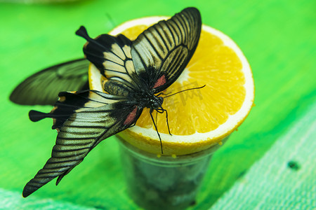一只蝴蝶停在水果上