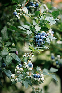 灌木上成熟的蓝莓，准备采摘。