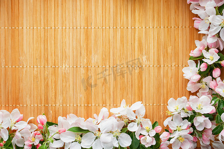 竹子背景下的樱花春花框架。