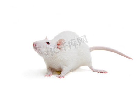 老鼠上灯台摄影照片_在白色的白色实验室老鼠