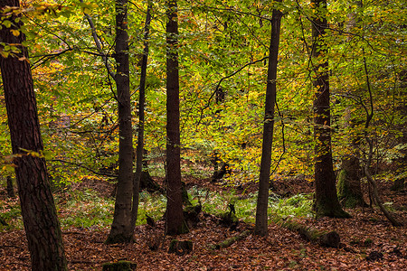一张森林海报，上面有一些树木和树叶，在背光中呈现出色彩缤纷的秋天气氛