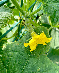 黄瓜栽培、黄瓜成熟、开花和子房。