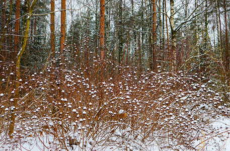 许多树枝和树枝上覆盖着蓬松的白雪。