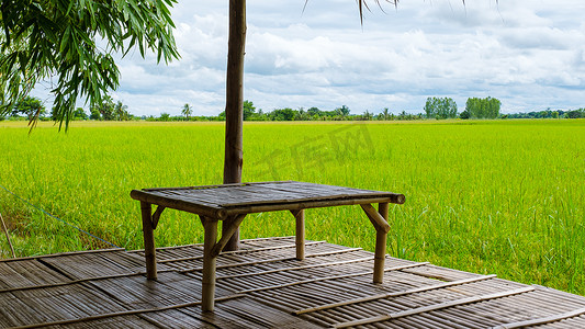 泰国中部带稻田的生态农场寄宿家庭，泰国季风雨季稻田
