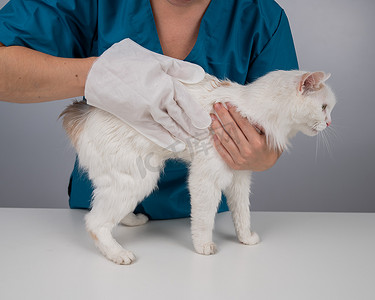兽医用一次性湿手套清洗一只毛茸茸的白猫。