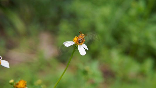 蜜蜂翅膀振动摄影照片_蜜蜂在花朵上授粉的特写。