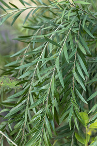 绿色瓶刷植物树枝特写