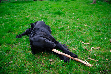 扁平宠物摄影照片_平毛猎犬在绿草上玩耍和咬棍子