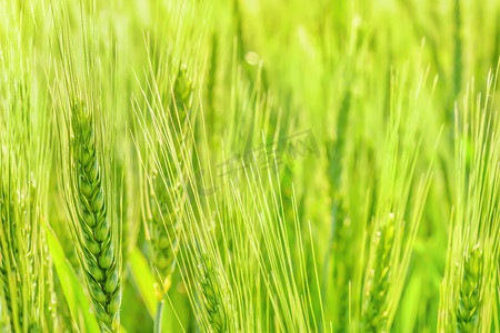 增长谷田农业小麦背景。
