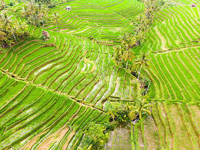 印度尼西亚巴厘岛 Jatiluwih 水稻梯田和种植园的无人机景观，有棕榈树和小径。