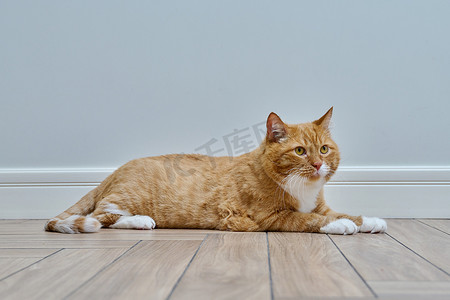 猫地板摄影照片_躺在地板上的一只老红猫的肖像