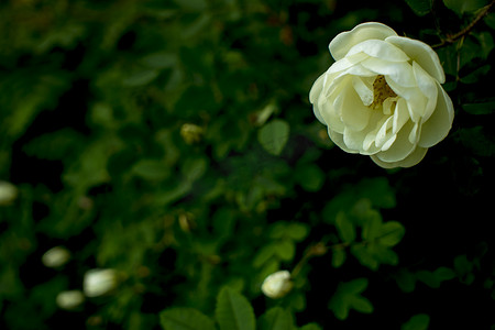 深绿色背景上的白色玫瑰花。