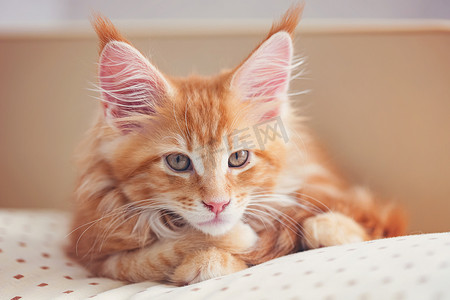 缅因浣熊美丽的小火红猫躺在米色枕头上