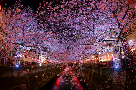 目黑川夜樱盛开