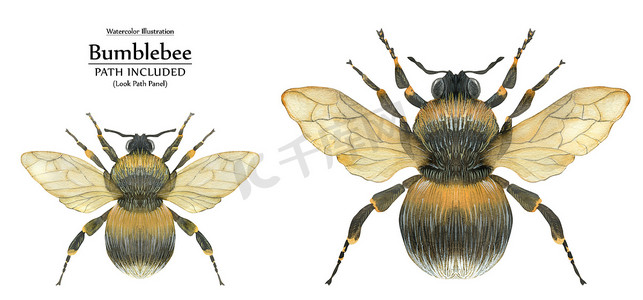 水彩写实生物艺术插画蓬松的大黄蜂