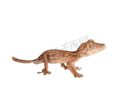 叶趾壁虎，未知的 uroplatus，白色