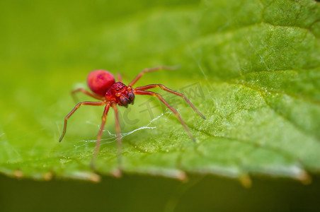 一只小红蜘蛛正在树叶上等待猎物